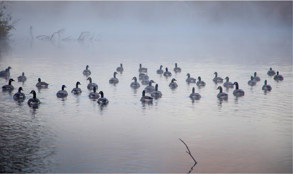 The Canada Geese by Yolanda Goulding-Leenders
