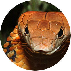 Biomimicry course Applied University Maastricht